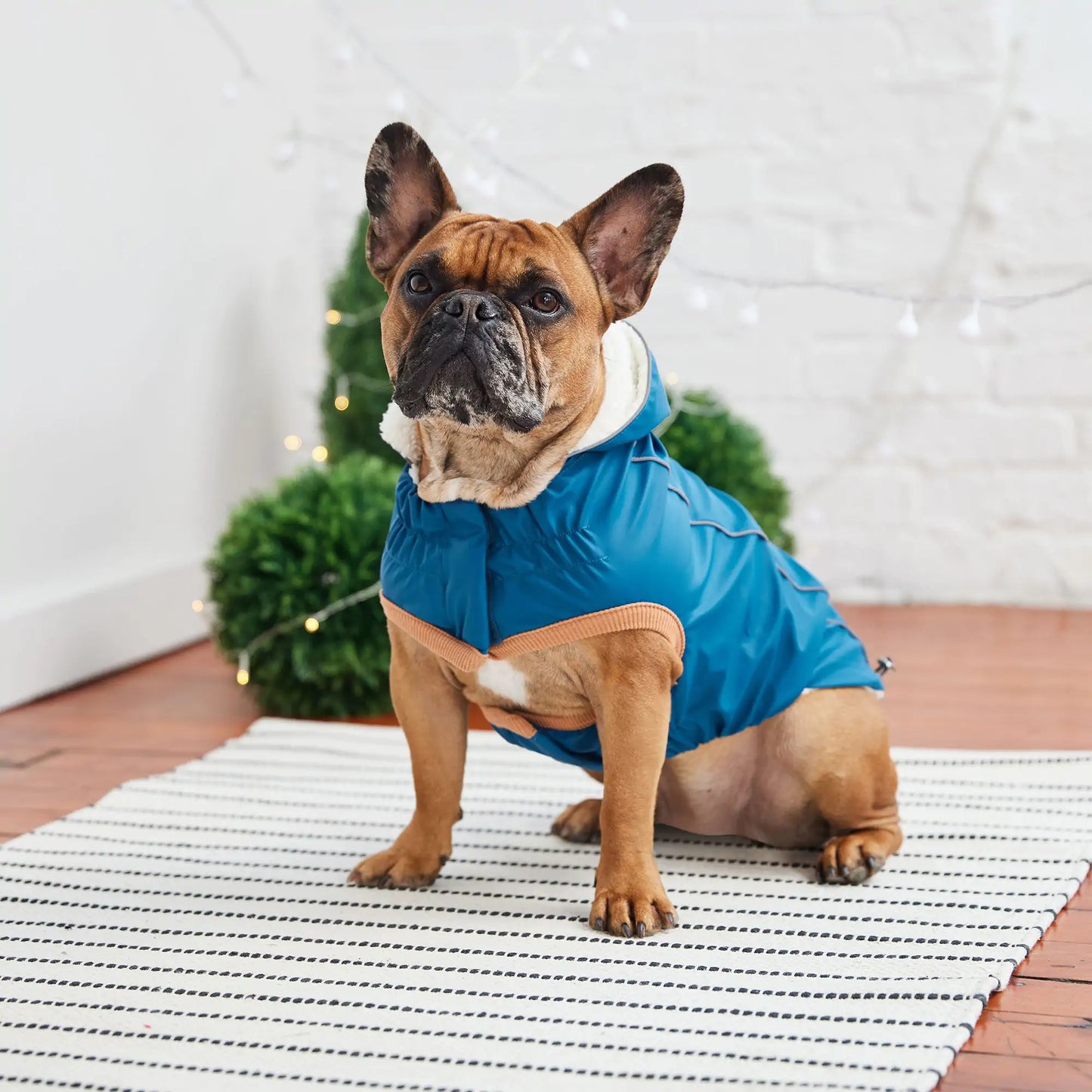 Insulated Dog Raincoat, Sherpa Lining, Reflective Piping - Dark Blue