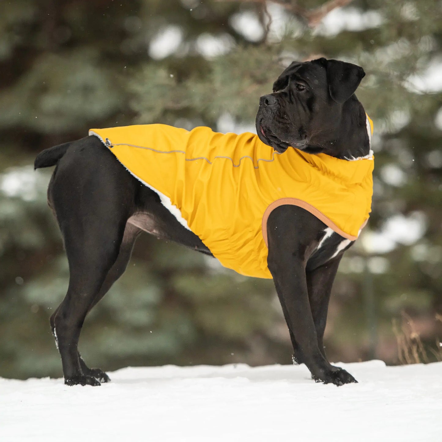 Insulated Dog Raincoat, Sherpa Lining, Reflective Piping - Yellow