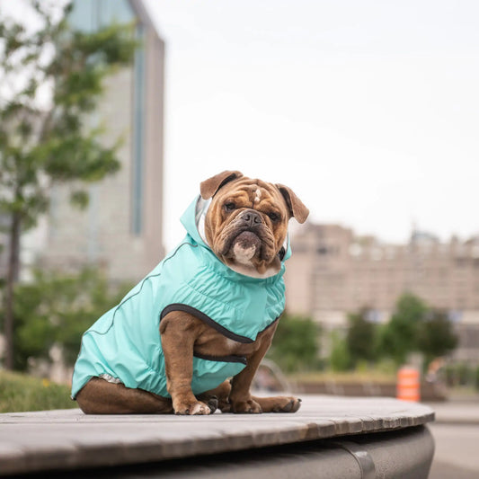 Reversible Dog Raincoat - Neon Aqua / Iridescent Print