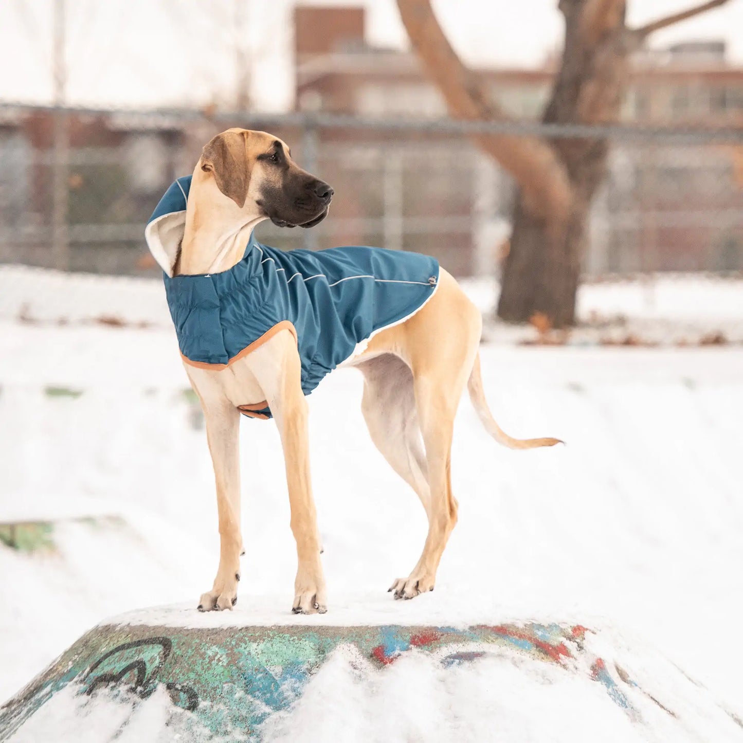 Insulated Dog Raincoat, Sherpa Lining, Reflective Piping - Dark Blue